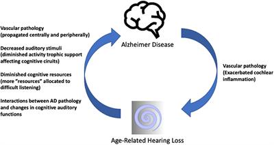 Editorial: Deafness, aging and Alzheimer's disease: Neurobiological links and therapy options